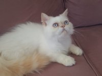 Kar Topu İran Kedisi Oğlum