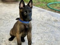 Belçika kurdu (MALİNOİS) köpeği
