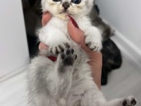 Silver ve golden british shorthair bebekler