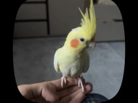 Sultan Papağanı Evcil 12 Aylık
