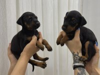 Ev Ortamında Büyüyen Safkan Doberman Dişi Yavrular