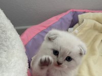 1.5 aylık tuvalet eğitimli mavi gözlü scottish fold