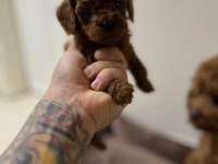 KORE KAN RED BROWN TOY POODLE YAVRULAR