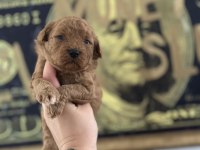 Toy Poodle Köpeği Yavrularımız