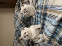 British shorthair lynx point