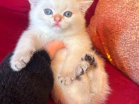 SAFKAN BRİTİSH SHORTHAİR ERKEK YAVRULAR
