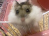 Gonzales hamster