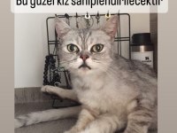 Fıstık Hamım British Shorthair