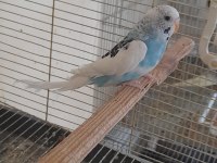 5 AYLIK EŞE HAZIR GENÇ DAMIZLIK DİŞİ MUHABBET KUŞU
