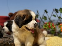 Harika Anatomi Üst Kalite St Bernard Yavrular