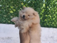 Erkek dişi pomeranian ayıcıklar