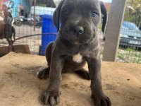 Uluslararası şecereli cane corso yavrularımız