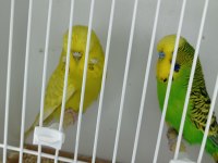 JUMBO VE SHOW DAMIZLIK KUŞLAR