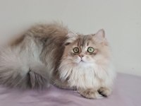 British longhair (BLH) Erkek cana yakın Uysal