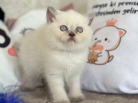 Scottish fold yavrularımız