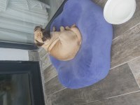 Pug elden teslim