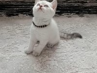 Bayram şekeri scottish straight