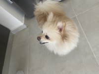 6.7 aylık erkek pomeranian