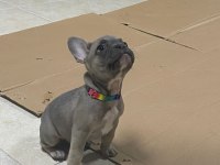 2.5 Aylık French Bulldog Fawn
