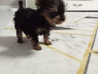 3 aylık teacup yorkshire terrier