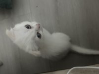 Bembeyaz kırık kulak scottish fold