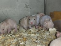 TAMAMEN EVCİL ÖZEL TÜR TEDDY BEAR HAMSTER