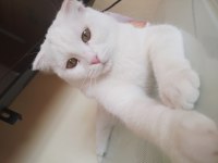 Scottish fold 1 yaşında