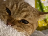 KEDİMİZ TARÇIN ONU SEVECEK AİLESİNİ ARIYOR