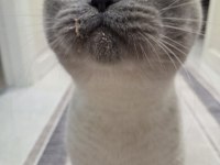 BRİTİSH SHORTHAİR BLUEPOİNT KEDİMİZ