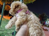 AKILLI BİR KIZ ÇOCUĞU POODLE