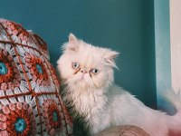 İran persian erkek sahiplendirme