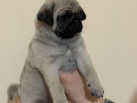 Muhteşem Pug Mops Bebekleri