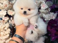 Ayı surat pomeranian bebekler