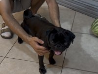 Pug Mops Sıfır Burun Gül Kuyruk