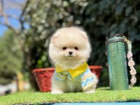 Orjinal ırk muhteşem güzellikte pomeranian boo yavrular