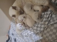 Blue point scottish fold yavrular sahiplendirilecektir