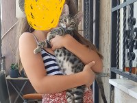 Erkek yavru kedimiz