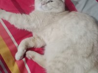 Scottish fold sahiplendirme