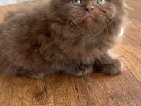 Safkan Scottish Fold Longhair