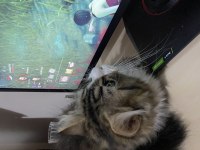 Chinchilla 7 aylık