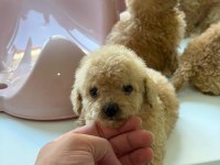 Kilo garantili toypoodle yavrular