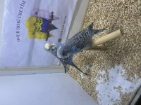 Ele alıştırmalık çok güzel erkek muhabbet kuşlar