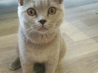 British shorthair dişi kedimiz
