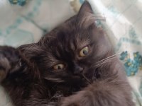 BRİTİSH SHORTHAİR KEDİM
