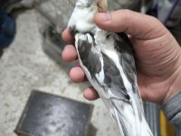 Siyah beyaz Beşiktaş kılar için sultan papağanı