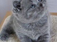 BEKLENEN İLAN AÇILDI A+ SAF KAN BRITISH SHORTHAIR YAVRULAR