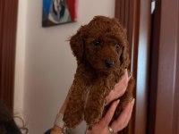 MİKRO ÇİP TAKILIP VERİLECEK POODLE