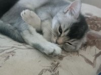 3.5 aylık erkek british shorthair