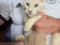 Xxxl Maine Coon Erkek Wcf Full