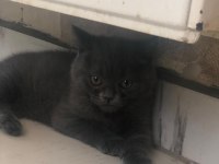 Oyuncu british shorthair dişi tuvalet eğitimi var 2 aylık